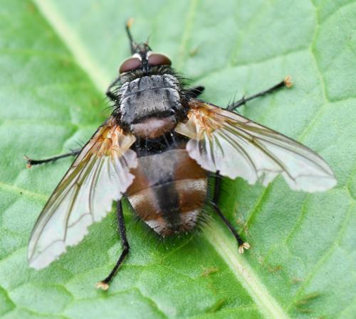 Réf. 329 369 : Nemoraea pellucida